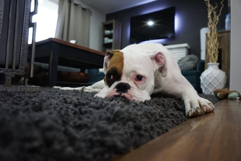 boxer-1562522_1280